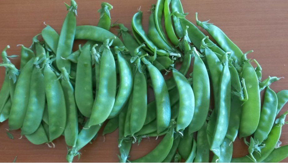 Snow pea OREGON SUGAR POD II