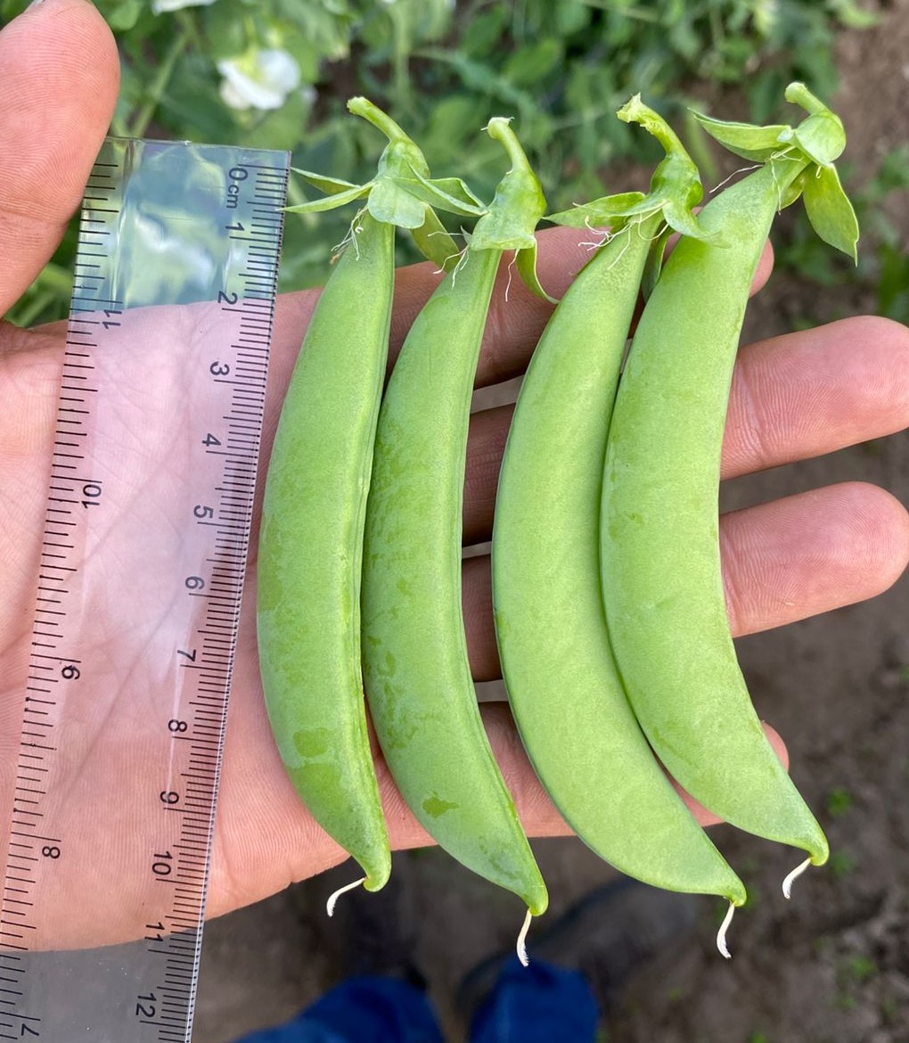 Snap Pea  SS141