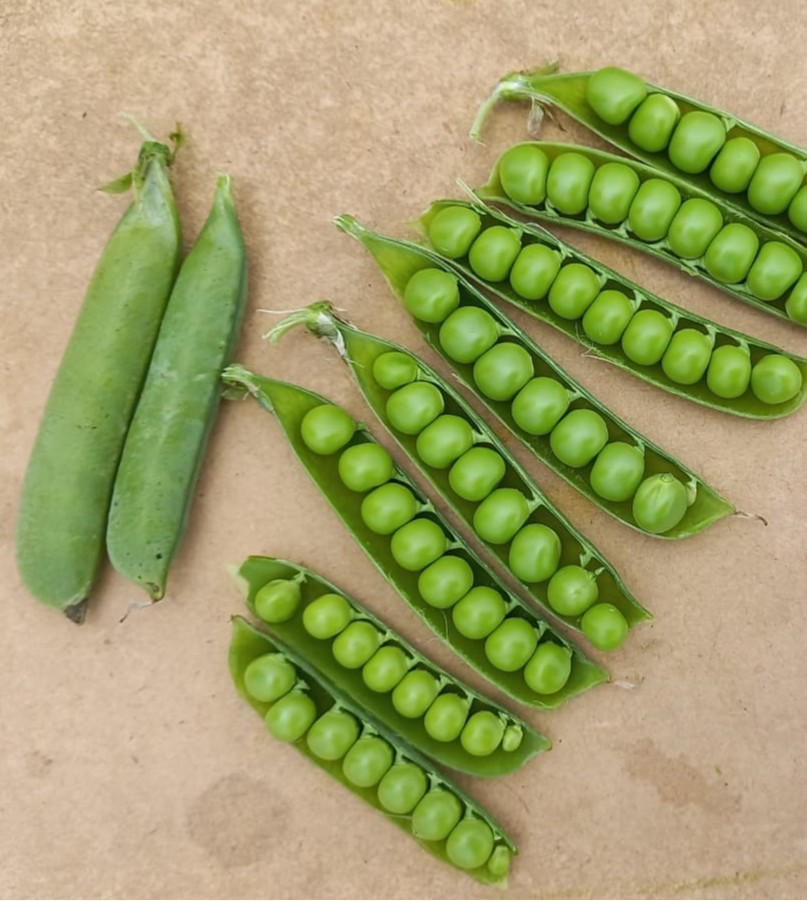 English, Shelling pea AMBASSADOR