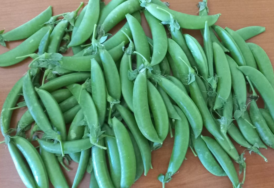 Snap Pea TC-13