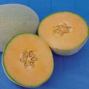 Rare Melon Queen Anna Decorative Edible seeds