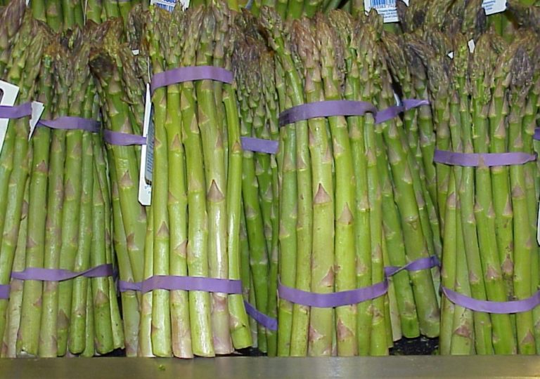 Asparagus EARLY CALIFORNIA Corona Seeds, Inc.